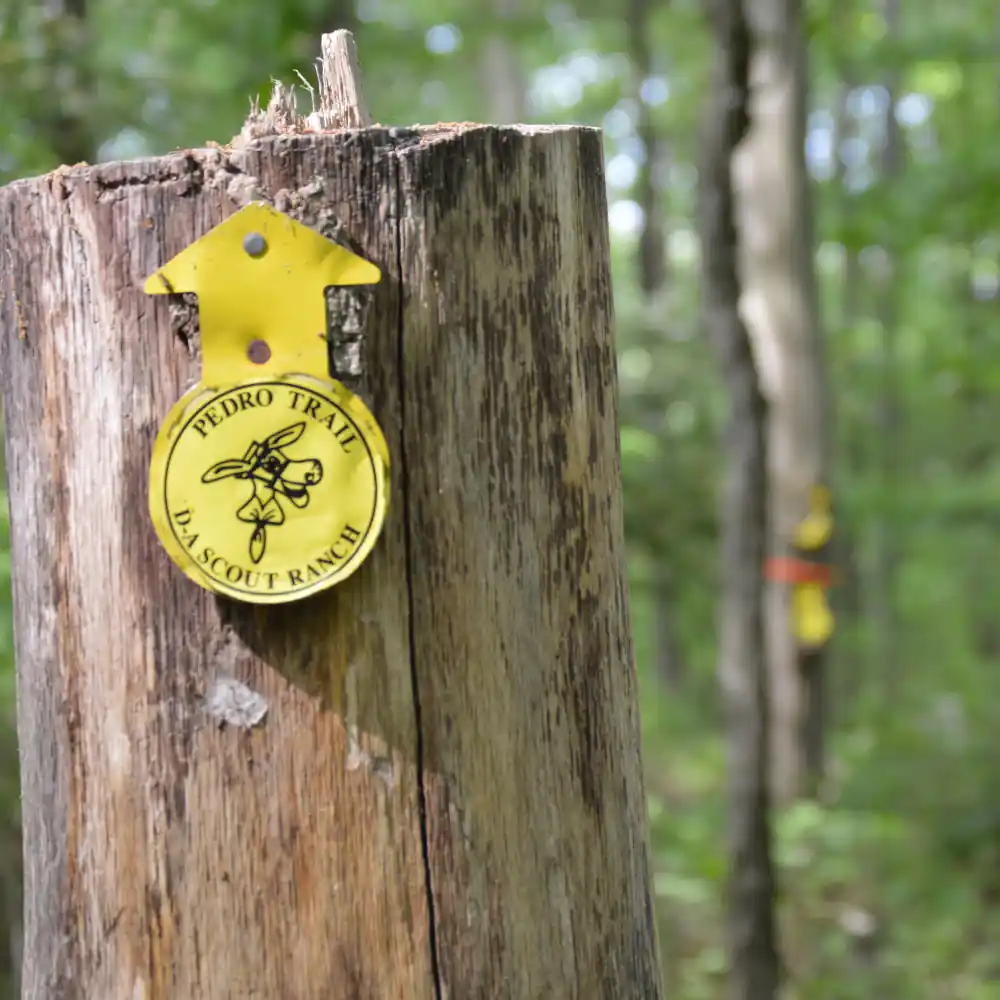 PedroTrailYellow DSC_0756 Pedro Trail - D-Bar-A Scout Ranch