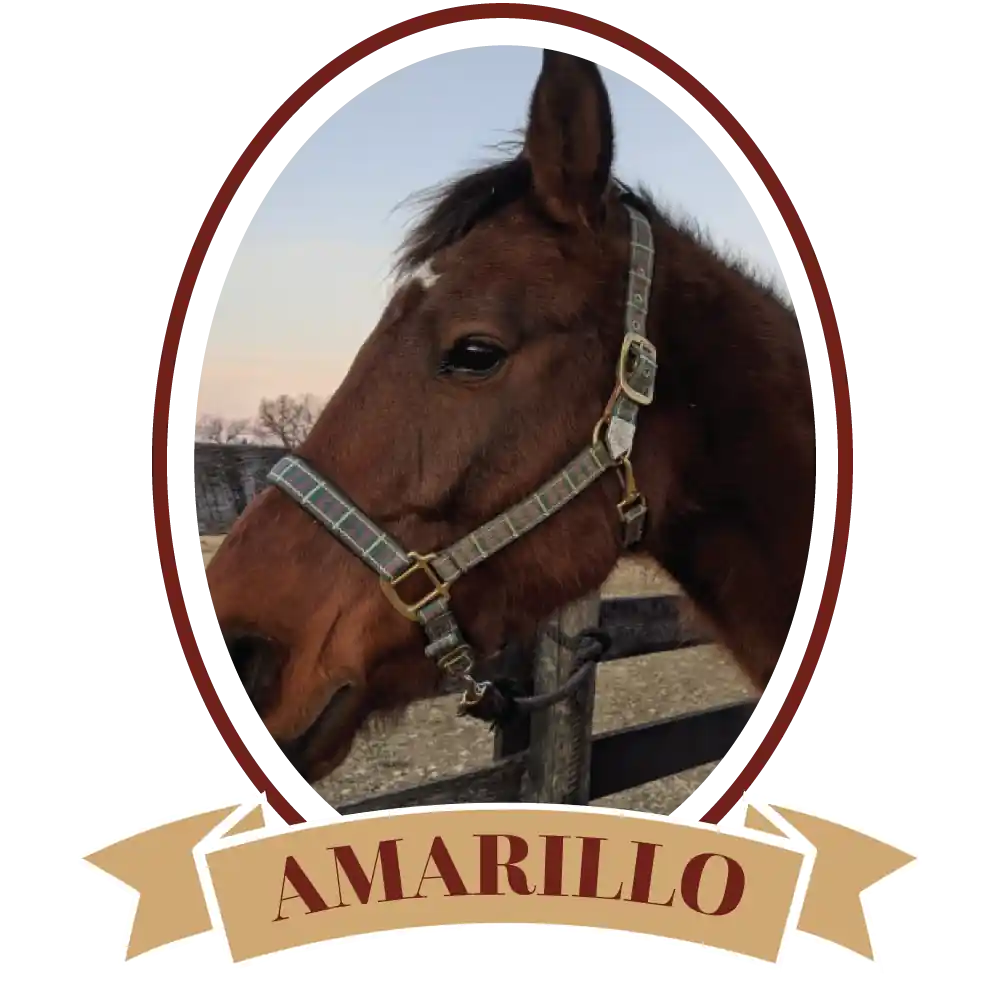 AmarilloPlain