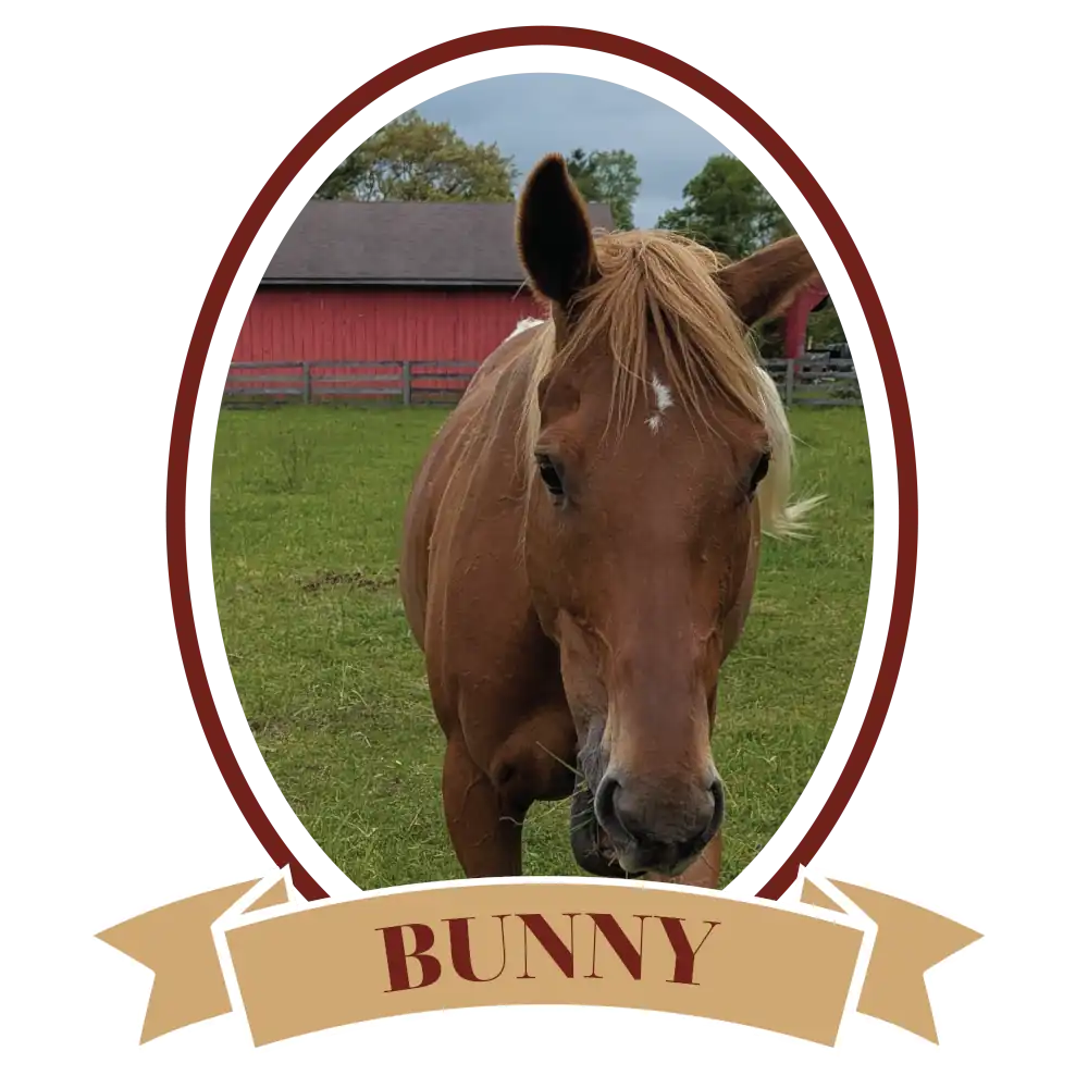 BunnyPlain-01