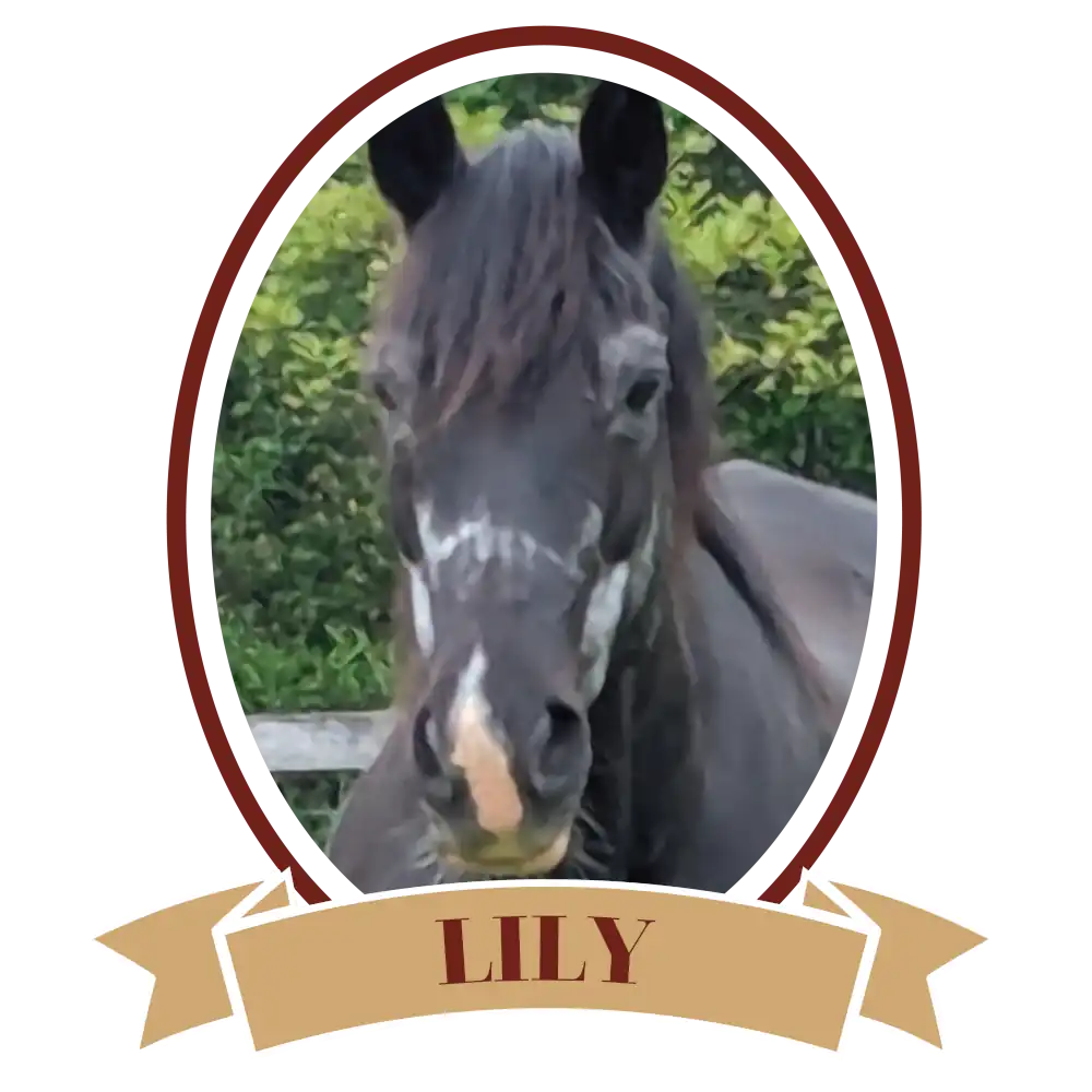 LilyPlain-01