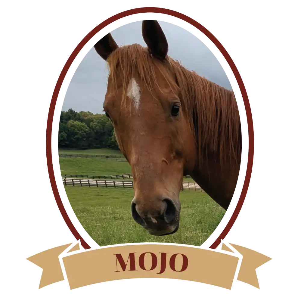 MojoPlain-01
