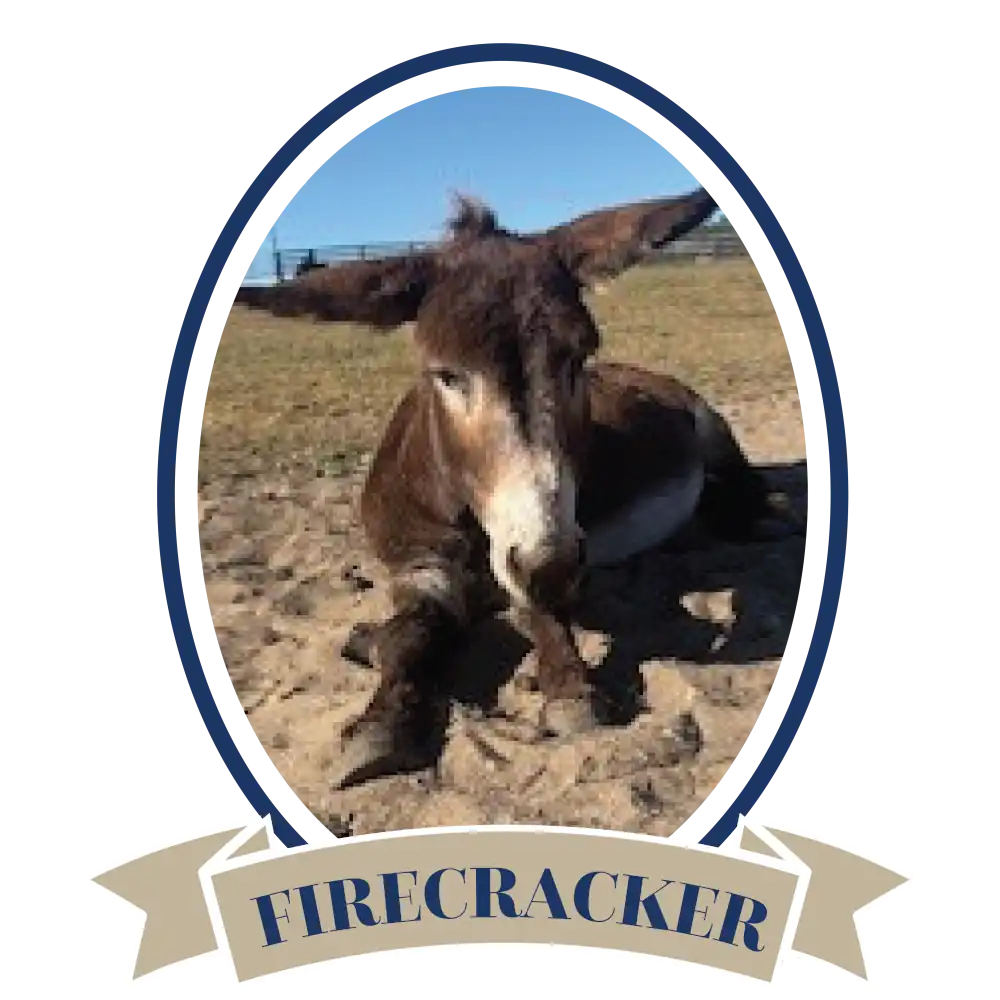 DonkeyFirecracker-02