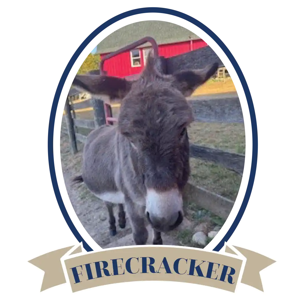 DonkeyFirecracker-02