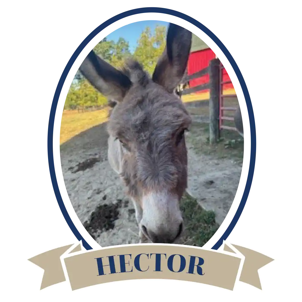 DonkeyHector-02