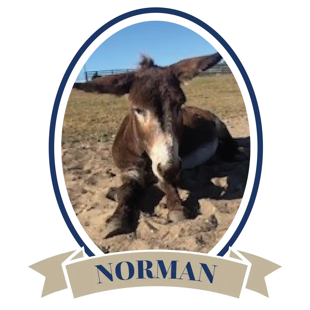 DonkeyNorman-02